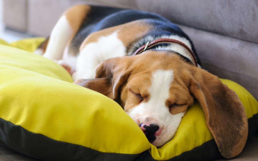 The Pros and Cons of Allowing Pets on Your Rental Property