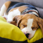 The Pros and Cons of Allowing Pets on Your Rental Property